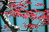 Japanese Maple (Acer palmatum 'Eshojo')