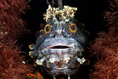 Blenny,Chirolophis japonicus