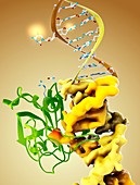DNA binding protein complex