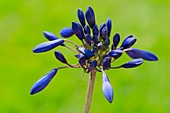 African Lily (Agapanthus 'Taw Valley')
