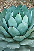 Agave parryi