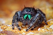 Daring jumping spider