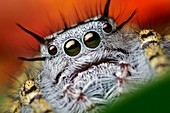 Jumping spider