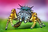 Jumping spider