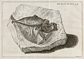 Fossil fish,18th century