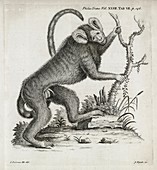 Brazilian marmoset,18th century