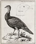 Turkey-pheasant cross,18th century