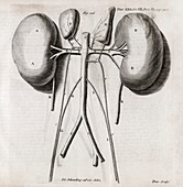 Kidney anatomy,18th century