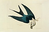 American swallow-tailed kite,artwork