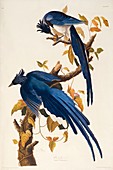 Black-throated magpie-jay,artwork