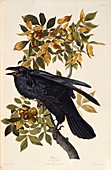 Common raven,artwork