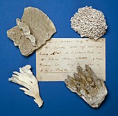 Coral specimens