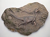 Baryonyx dinosaur reconstruction