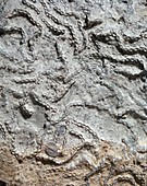 Chain coral fossil