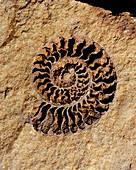Ammonite fossil,internal cast