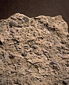 Wenlock fossil-bearing limestone