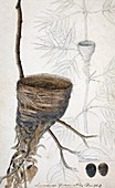 White-throated fantail bird nest,artwork