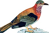 Indian roller bird,artwork