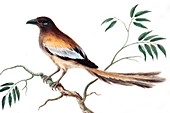 Rufous treepie bird,artwork