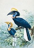 Yellow-casqued hornbill,artwork