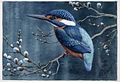 Common Kingfisher,artwork