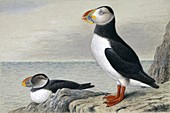 Atlantic puffin,artwork