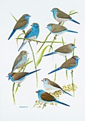 Estrildid finches,artwork