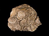 Nummulites foraminiferan fossil