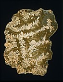 Brain coral fossil