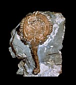 Cystoid fossil