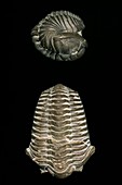 Calymene trilobite fossils