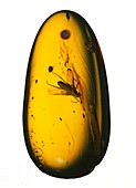 Fossil fly in amber