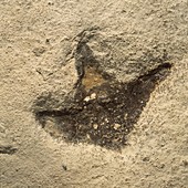 Dinosaur footprint fossil