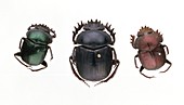 Scarab beetle specimens