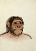 Paranthropus boisei,artwork