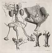 Opposum anatomy,18th century