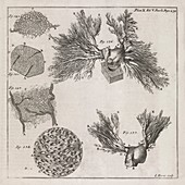 Biological illustrations,18th century