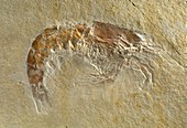 Acanthochirana prawn fossil