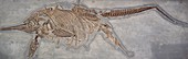 Pregnant Ichthyosaur fossil