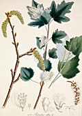 White poplar Populus alba,artwork