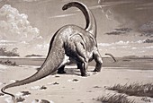 Cetiosaurus dinosaur,artwork