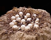 Model of dinosaur nest and hatchlings
