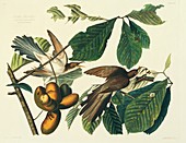 Yellow-billed cuckoo,artwork