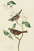 Two white-throated sparrows,artwork