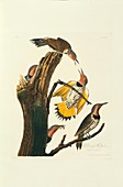 Northern flicker birds,artwork