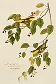 Carbonated warblers,artwork