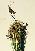 Marsh wren,artwork