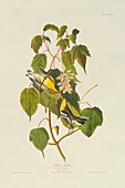 Blackburnian warbler,artwork