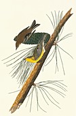 Pine warbler,artwork