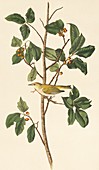 Tennessee Warbler,artwork